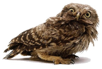 yowindell-owly.jpg